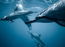 受疫情影响亚少亚青或被取消 世少世青也将被取消